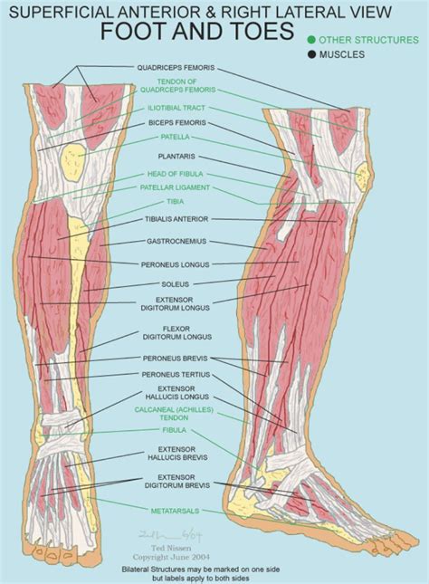 Muskler i benen
